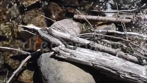 加拿大安大略省布鲁斯半岛托伯莫里附近水域中的非蛇毒野生蛇视频的预览图