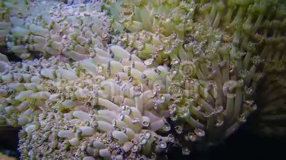 红海中的珊瑚礁珊瑚的触须捕捉浮游生物并在水中摇摆视频的预览图