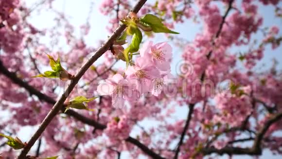 春天的花朵系列在微风中樱花树枝上的小簇簇的樱花靠近并旋转观看视频的预览图