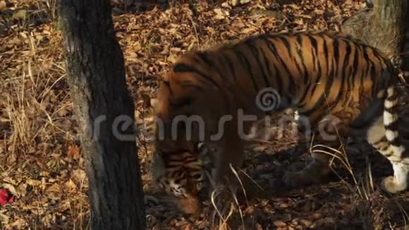 在俄罗斯普里莫尔斯基野生动物园里阿穆尔虎在树叶中吃一块鲜肉视频的预览图