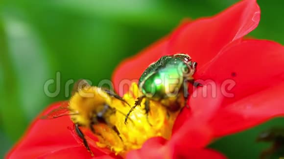 红大丽花上的西托尼亚奥拉塔和大黄蜂视频的预览图