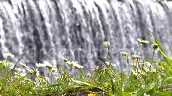 白黛西花和瀑布后面视频的预览图