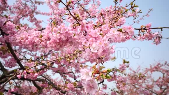 春天的花朵系列在微风中樱花树枝上的小簇簇的樱花靠近并旋转观看视频的预览图