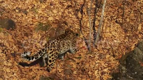 美丽的珍稀阿穆尔豹正在野生动物园吃一块肉俄罗斯视频的预览图