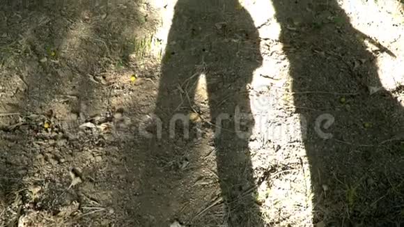潘过美丽的石灰树棕榈树树干的长阴影男人长长的影子视频的预览图