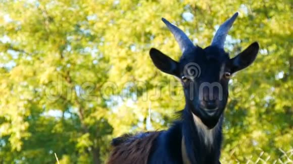 有趣的黑山羊在一个村庄的草地上觅食视频的预览图