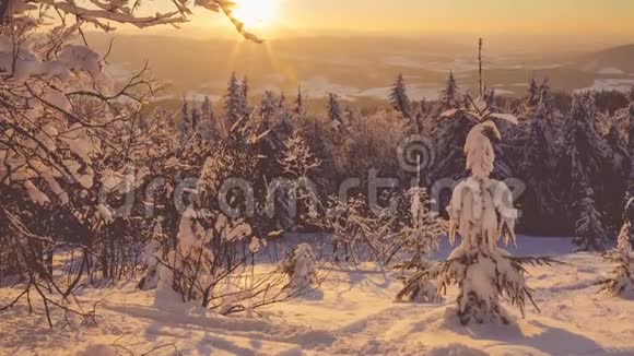 美丽的日落和冬天的雪杉视频的预览图