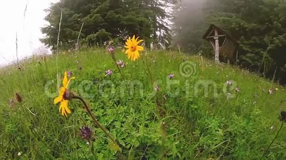 雾山绿茵草地上的黄花视频的预览图