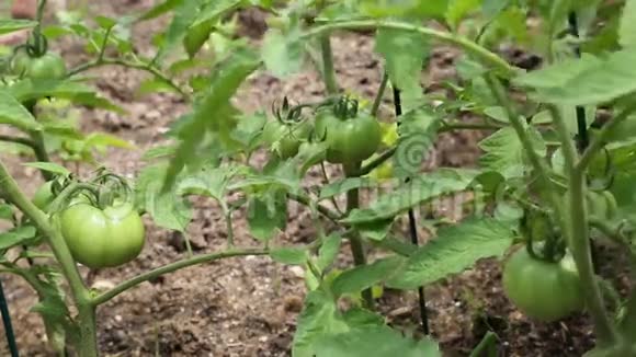 有机番茄田间视频视频的预览图