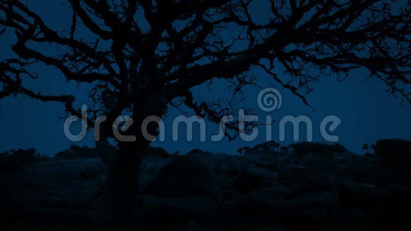风夜上古老的窄树视频的预览图