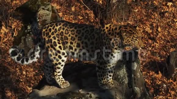 俄罗斯Primorsky野生动物园中罕见的美洲豹跳跃的慢动作视频的预览图