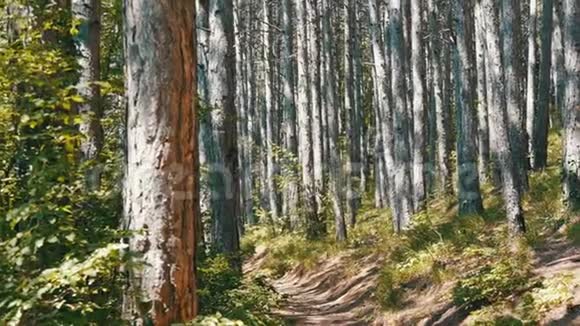 美丽的山林山间松树的平滑树干视频的预览图