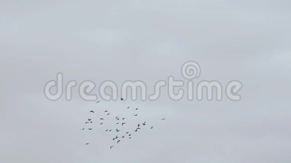 一群鸽子降落在海边视频的预览图