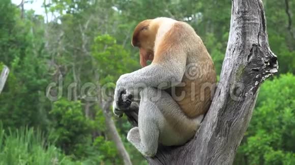 坐在树枝上的雄性猴猴濒危野生动物视频的预览图