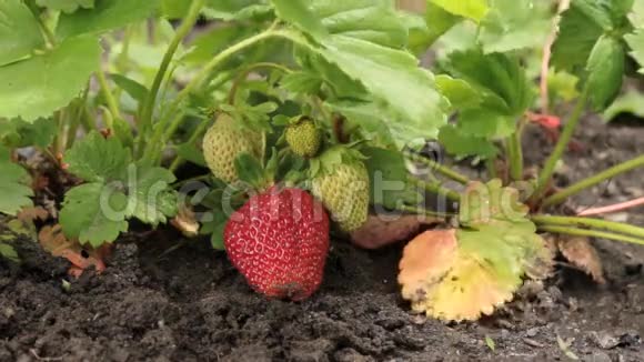 雨落在成熟的红色草莓上特写镜头视频的预览图