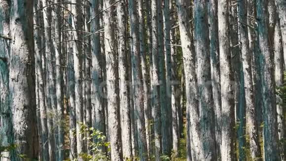美丽的山林山间松树的平滑树干视频的预览图