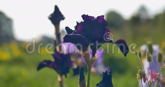 花园里一朵朵漆黑的玫瑰花视频的预览图