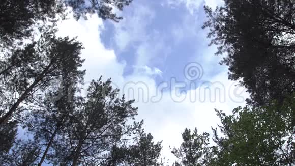 森林天空穿过树木视频的预览图