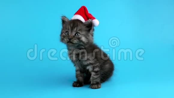 圣诞小猫喵喵叫视频的预览图