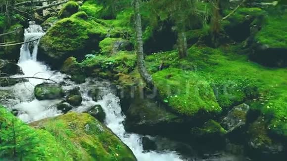 森林和绿苔中的山水视频的预览图