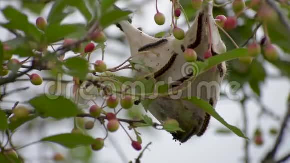 埃罗加斯特兰尼斯毛虫生活在挂在树枝末端的巢上视频的预览图