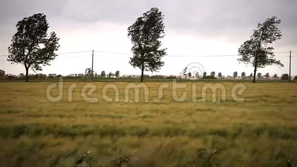 树木和小麦在风中飘扬视频的预览图