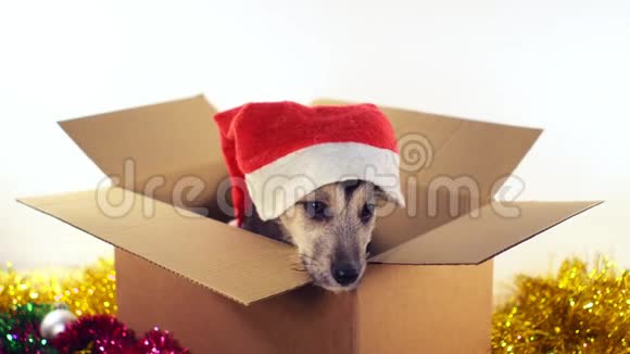 可爱的小狗狗戴着圣诞老人的帽子坐在一个纸板箱与圣诞节和新年装饰视频的预览图