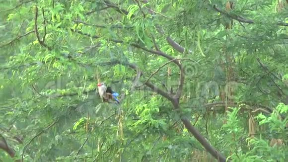 肯尼亚野生动物园翠鸟视频的预览图