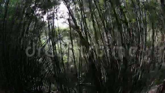 穿过竹林视频的预览图
