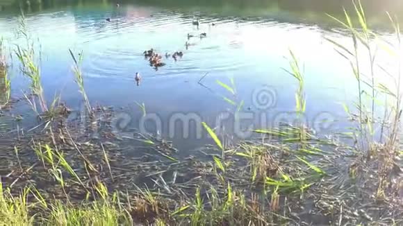野鸭在池塘里觅食视频的预览图