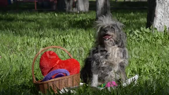 小狗坐在草地上的一篮子玩具旁边视频的预览图