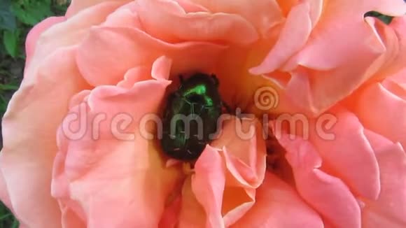 绿色与金属光泽金龟菊或玫瑰花在柔软的粉红色美丽的玫瑰花38s移动视频的预览图