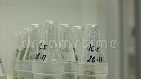 科研人员药用植物组织瓶管试管体外克隆生长室视频的预览图