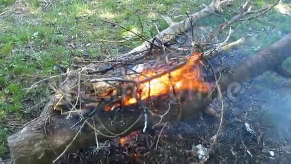 从干燥的树枝上点燃的篝火在林间空地上燃烧19年代视频的预览图