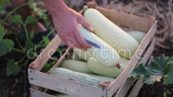 农民的双手将西葫芦放在生态农场的沃登盒子里视频的预览图