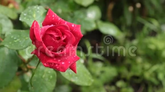 红玫瑰风在雨后的露珠中摆动着红玫瑰视频的预览图
