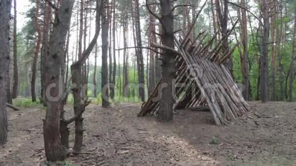 松树林里的一小撮木头视频的预览图