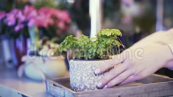 花店女售货员把盆栽花放在柜台上展示侧视视频的预览图