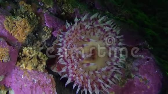 阿拉斯加海洋海底背景珊瑚上的紫鱼视频的预览图