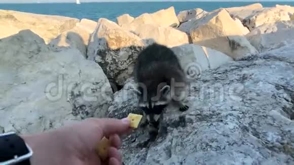 人们在湖岸喂野生浣熊饼干视频的预览图