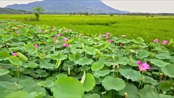 从稻田到莲花湖的水上漂流视频的预览图