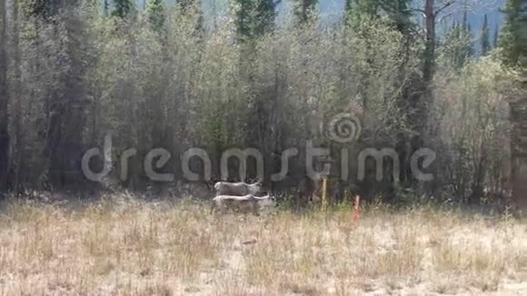 年轻优雅的麋鹿在田野里放牧视频的预览图