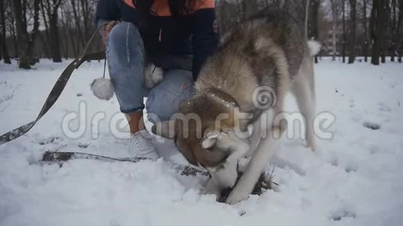 一位美丽的年轻女子在冬天下雪的公园里和狗玩耍视频的预览图