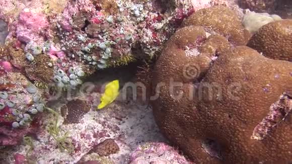 美丽的黄鱼背景红珊瑚水下在马尔代夫的海洋视频的预览图