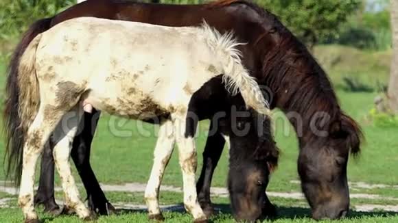 一只黑色的母马带着白驹过隙在邋遢中一起吃草视频的预览图