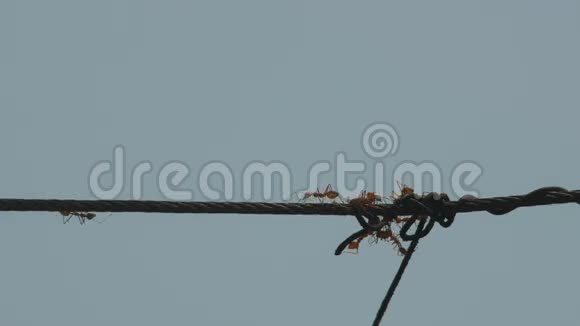 织女蚂蚁爬上电缆视频的预览图