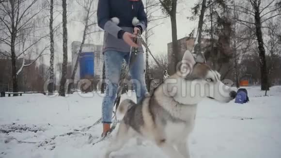 一位美丽的年轻女子在冬天下雪的公园里和狗玩耍视频的预览图