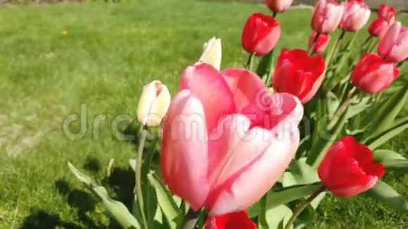 郁金香花被风吹袭带有美丽花束背景的郁金香视频的预览图