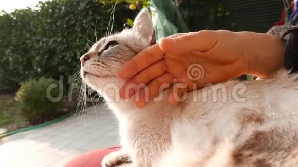 家猫被女人的手抚摸户外设置背光慢动作视频的预览图