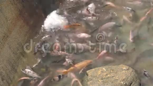 鱼在池塘里游泳视频的预览图